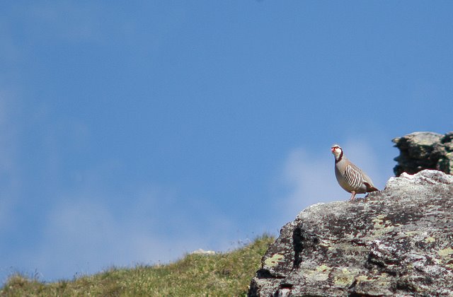 Coturnice delle Alpi